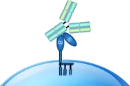 Fc Receptor